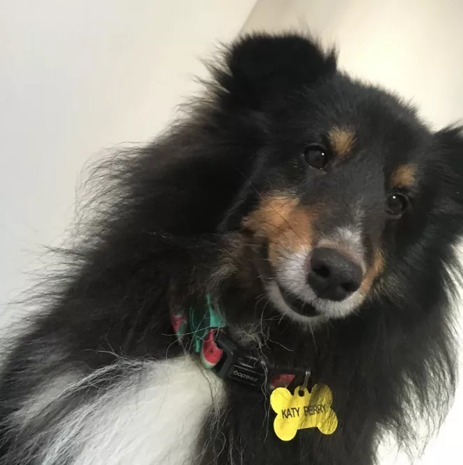 Pingente com nome na frente e telefone atrás, feita de plástico.